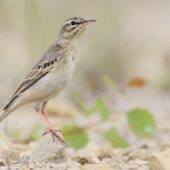 Świergotek polny, Tawny Pipit, Anthus campestris, Dąbrowa Górnicza, SLK, 21.05.2026 (Polska, Poland) (1)