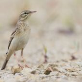 Świergotek polny, Tawny Pipit, Anthus campestris, Dąbrowa Górnicza, SLK, 21.05.2026 (Polska, Poland) (2)