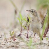 Świergotek polny, Tawny Pipit, Anthus campestris, Dąbrowa Górnicza, SLK, 21.05.2026 (Polska, Poland) (7)