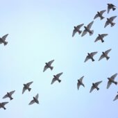 Jemiołuszka, Waxwing, Bombycilla garrulus, Dąbrowa Górnicza, SLK, 02.02.2026 (Polska, Poland) (1)