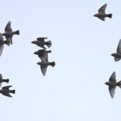 Jemiołuszka, Waxwing, Bombycilla garrulus, Dąbrowa Górnicza, SLK, 02.02.2026 (Polska, Poland) (2)