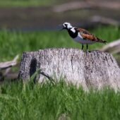 Kamusznik, Turnstone, Arenaria interpres, Gierałtowice, SLK, 28.05.2026 (Polska, Poland) (2)