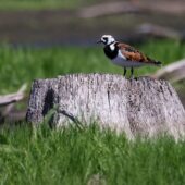 Kamusznik, Turnstone, Arenaria interpres, Gierałtowice, SLK, 28.05.2026 (Polska, Poland) (1)