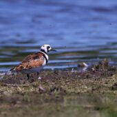 Kamusznik, Turnstone, Arenaria interpres, Gierałtowice, SLK, 28.05.2026 (Polska, Poland) (3)