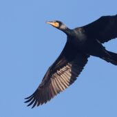 Kormoran, Great Cormorant, Phalacrocorax carbo, Będzin, SLK, 20.01.2026 (Polska, Poland) (1)