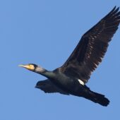 Kormoran, Great Cormorant, Phalacrocorax carbo, Będzin, SLK, 20.01.2026 (Polska, Poland) (2)