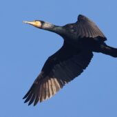 Kormoran, Great Cormorant, Phalacrocorax carbo, Będzin, SLK, 20.01.2026 (Polska, Poland) (3)