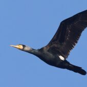 Kormoran, Great Cormorant, Phalacrocorax carbo, Będzin, SLK, 20.01.2026 (Polska, Poland) (4)