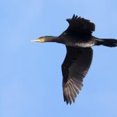 Kormoran, Great Cormorant, Phalacrocorax carbo, Przeczyce, SLK, 10.01.2026 (Polska, Poland) (2)