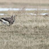 Myszołów włochaty, Rough-legged Hawk (Buzzard), Boteo lagopus, Żelisławice, SLK, 02.02.2026 (Polska, Poland) (2)