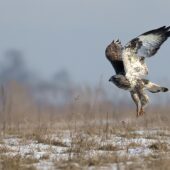 Myszołów włochaty, Rough-legged Hawk (Buzzard), Boteo lagopus, Dąbrowa Górnicza, SLK, 19.01.2026 (Polska, Poland) (3)