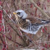 Kwiczoł, Fieldfare, Turdus pilaris, Dąbrowa Górnicza, SLK, 07.01.2026 (Polska, Poland) (1)