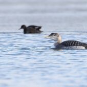 Nur białodzioby, Yellow-billed Loon, Gavia adamsii, Kuźnica Warężyńska, Dąbrowa Górnicza, SLK, 06.01.2026 (2)