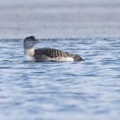 Nur białodzioby, Yellow-billed Loon, Gavia adamsii, Kuźnica Warężyńska, Dąbrowa Górnicza, SLK, 06.01.2026 (3)
