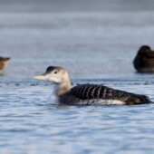 Nur białodzioby, Yellow-billed Loon, Gavia adamsii, Kuźnica Warężyńska, Dąbrowa Górnicza, SLK, 06.01.2026 (4)