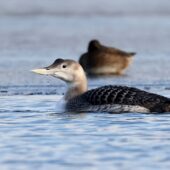 Nur białodzioby, Yellow-billed Loon, Gavia adamsii, Kuźnica Warężyńska, Dąbrowa Górnicza, SLK, 06.01.2026 (5)