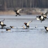 Nur białodzioby, Yellow-billed Loon, Gavia adamsii, Kuźnica Warężyńska, Dąbrowa Górnicza, SLK, 06.01.2026 (6)
