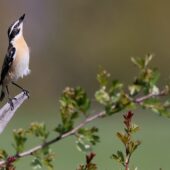 Poklaskwa 2-DeNoiseAI-clear