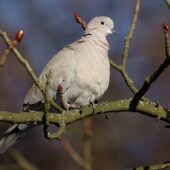 Sierpówka, Collared Dove, Streptopelia decaocto, Sosnowiec, SLK, 20.01.2026 (Polska, Poland)