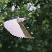 Ślepowron, Black-crowned Night Heron, Nycticorax nycticorax, Wisła, SLK, 01.06.2026 (Polska, Poland) (1)