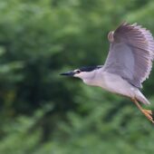 Ślepowron, Black-crowned Night Heron, Nycticorax nycticorax, Wisła, SLK, 01.06.2026 (Polska, Poland) (2)