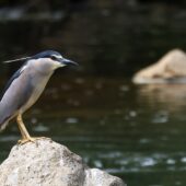 Ślepowron, Black-crowned Night Heron, Nycticorax nycticorax, Wisła, SLK, 01.06.2026 (Polska, Poland) (5)