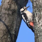 Dzięcioł białoszyi, Syrian Woodpecker, Dendrocopos syriacus, Sosnowiec, SLK, 18.01.2026 (Polska, Poland) (1)