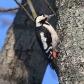 Dzięcioł białoszyi, Syrian Woodpecker, Dendrocopos syriacus, Sosnowiec, SLK, 18.01.2026 (Polska, Poland) (3)
