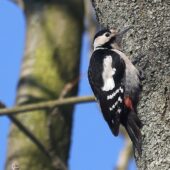 Dzięcioł białoszyi, Syrian Woodpecker, Dendrocopos syriacus, Sosnowiec, SLK, 18.01.2026 (Polska, Poland) (5)