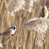 Wąsatka, Bearded Tit, Panurus biarmicus, Świerklaniec, SLK, 10.01.2026 (Polska, Poland) (3)