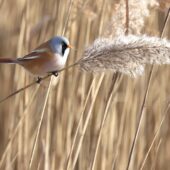 Wąsatka, Bearded Tit, Panurus biarmicus, Świerklaniec, SLK, 10.01.2026 (Polska, Poland) (1)