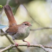 Wierzbówka, Cetti`s Warbler, Cettia cetti, Pogoria II, Dąbrowa Górnicza, SLK, 03.06.2026 (Polska, Poland) (1)