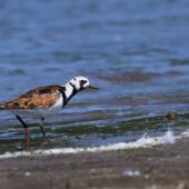 Kamusznik, Turnstone, Arenaria interpres, Gierałtowice, SLK, 28.05.2026 (Polska, Poland) (5)