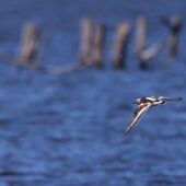 Kamusznik, Turnstone, Arenaria interpres, Gierałtowice, SLK, 28.05.2026 (Polska, Poland) (6)