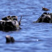 Kamusznik, Turnstone, Arenaria interpres, Gierałtowice, SLK, 28.05.2026 (Polska, Poland) (4)