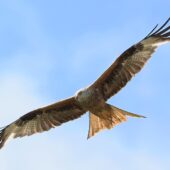 Kania ruda, Red Kite, Milvus milvus, Woźniki, SLK, 04.06.2026 (Polska, Poland) (1)