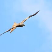 Kania ruda, Red Kite, Milvus milvus, Woźniki, SLK, 04.06.2026 (Polska, Poland) (2)